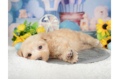 成約済の千葉県のマルプー:マルチーズ×トイプードル-380291の9枚目